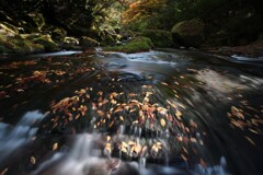 流れに寄り添う落葉の詩