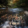 流れに寄り添う落葉の詩