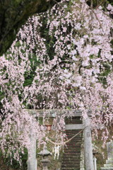 しだれ桜