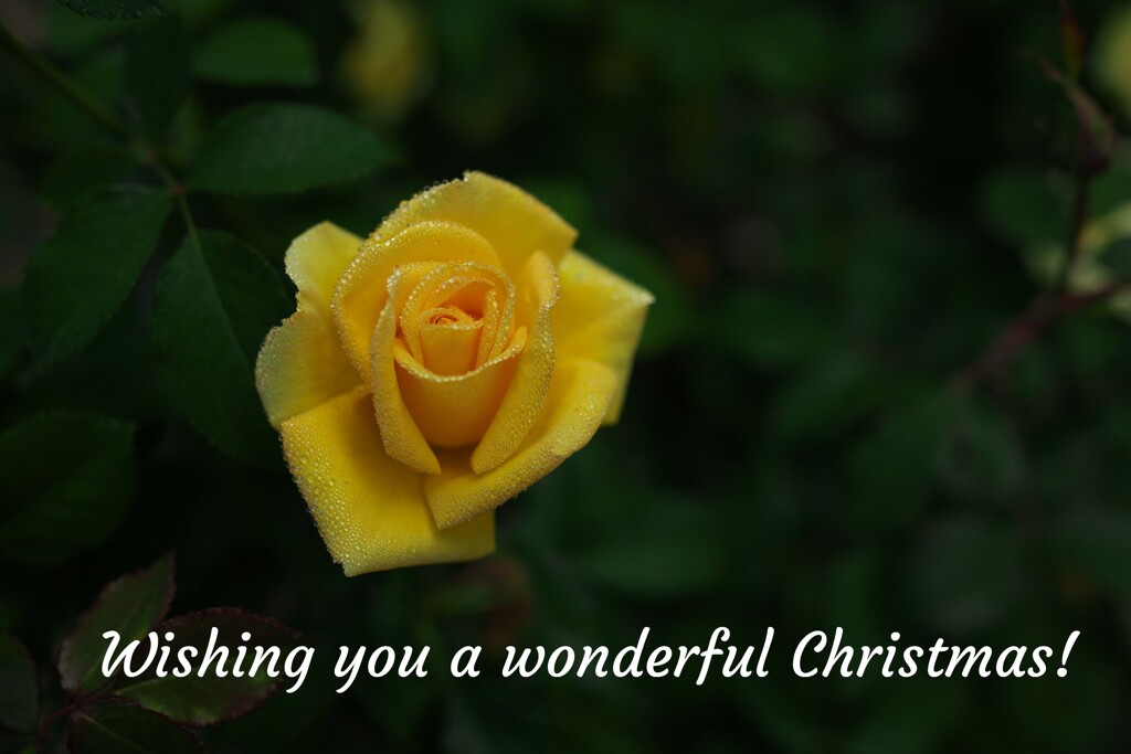 Wishing You a Gentle Christmas