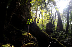 屋久島の小さな命の芽生え