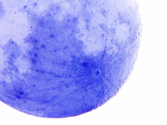 Tycho Blue