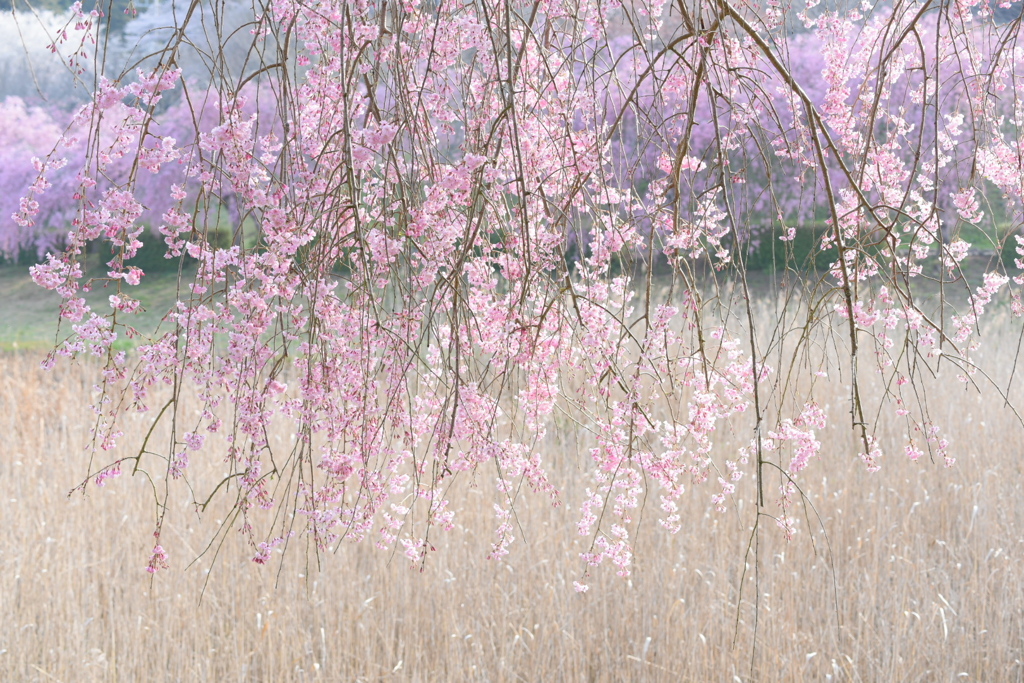 常陸風土記の丘の枝垂れ桜（茨城県石岡市）