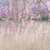 常陸風土記の丘の枝垂れ桜（茨城県石岡市）