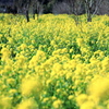 筑波の麓の菜の花畑