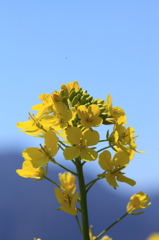 菜の花