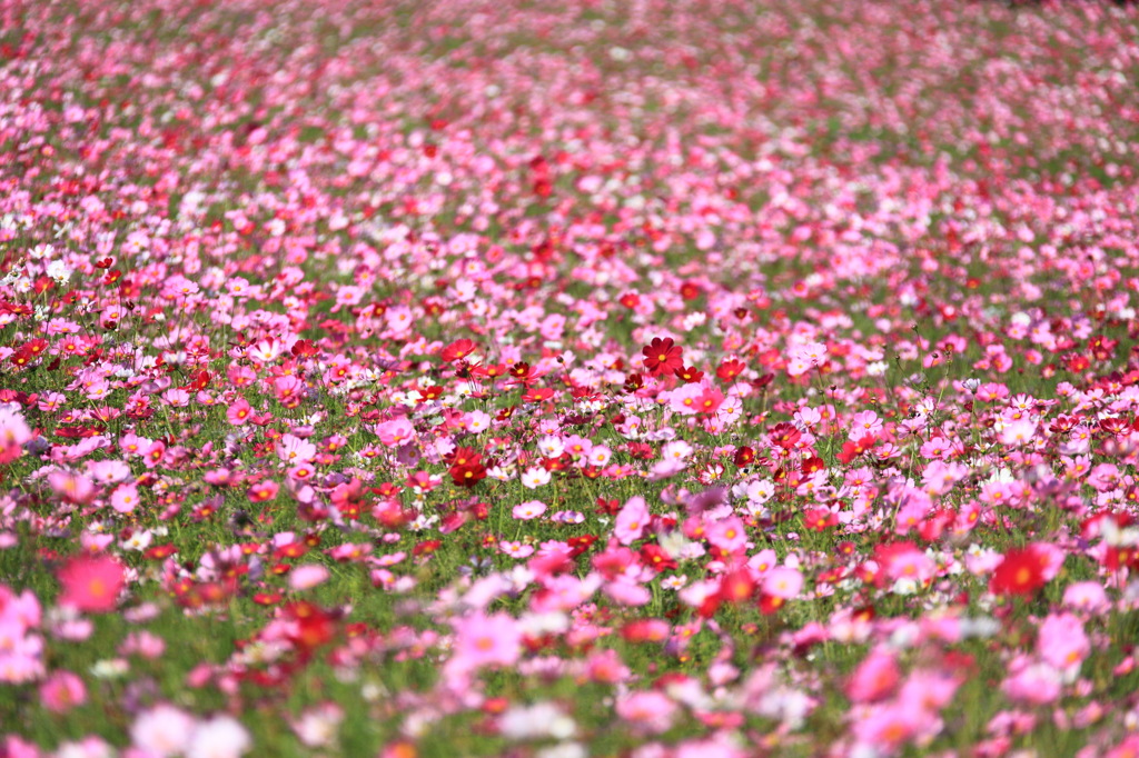 秋桜④