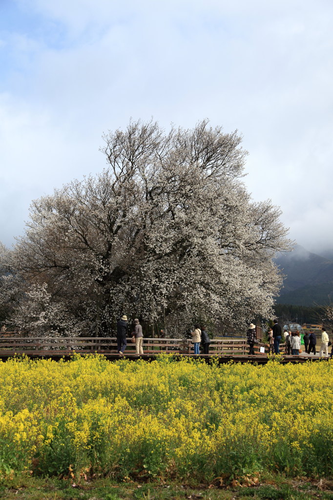 一心行の大桜①