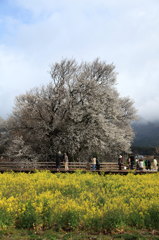 一心行の大桜①