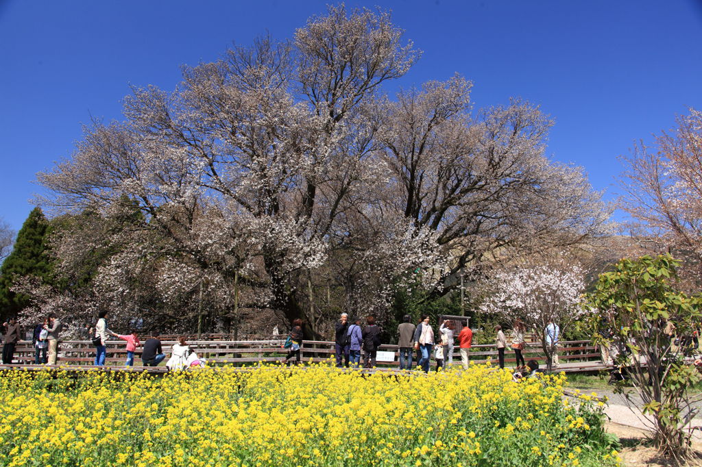 一心行の大桜②