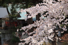 白川水源の桜