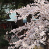 白川水源の桜