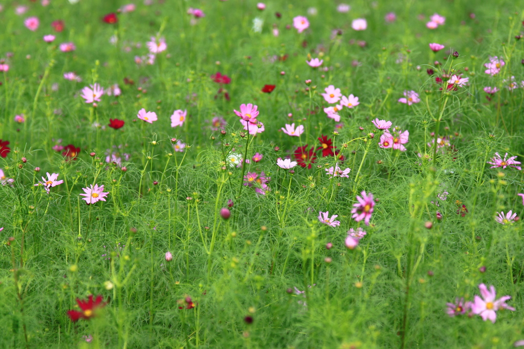 秋桜⑦