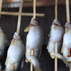 杖立温泉の鯉のぼり祭り②
