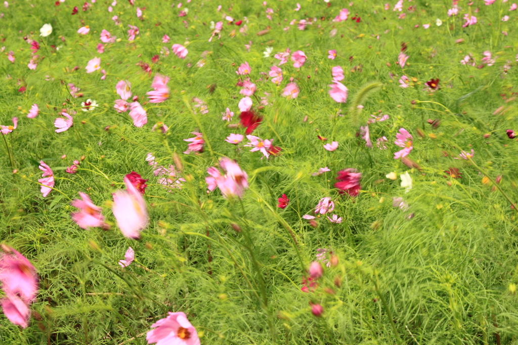 FLOWER DANCING