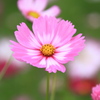 秋桜①