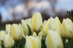 チューリップ②