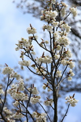 一心行の大桜②