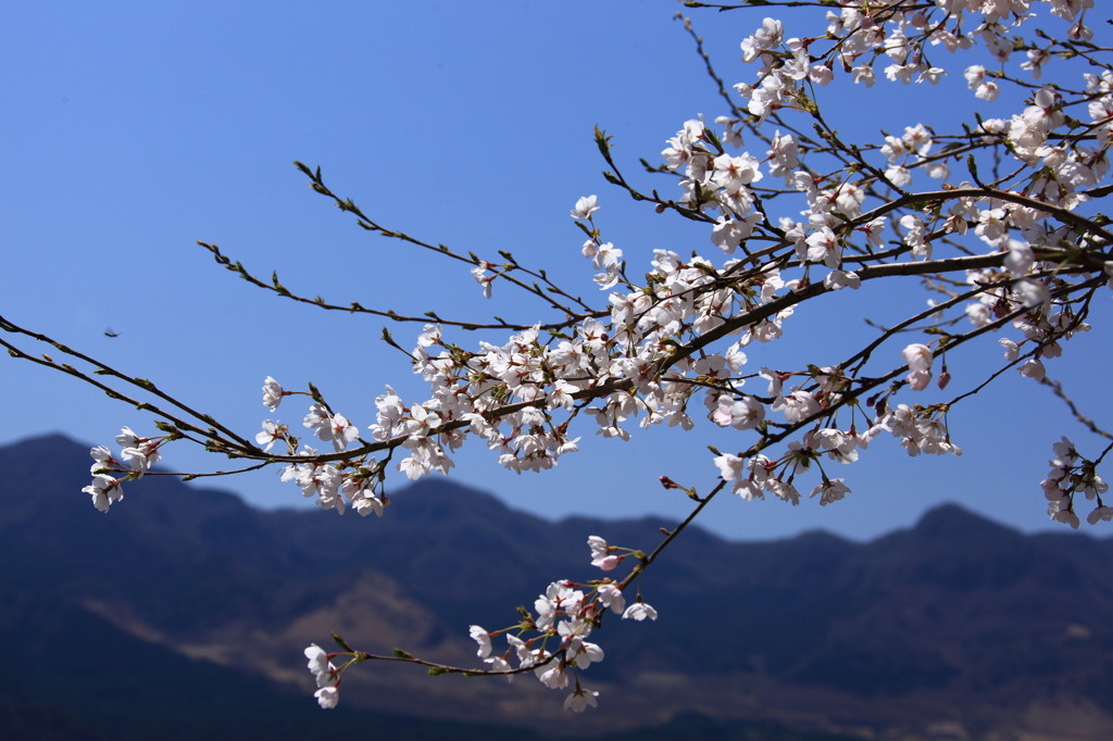 一心行の大桜①