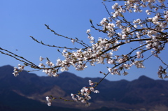 一心行の大桜①