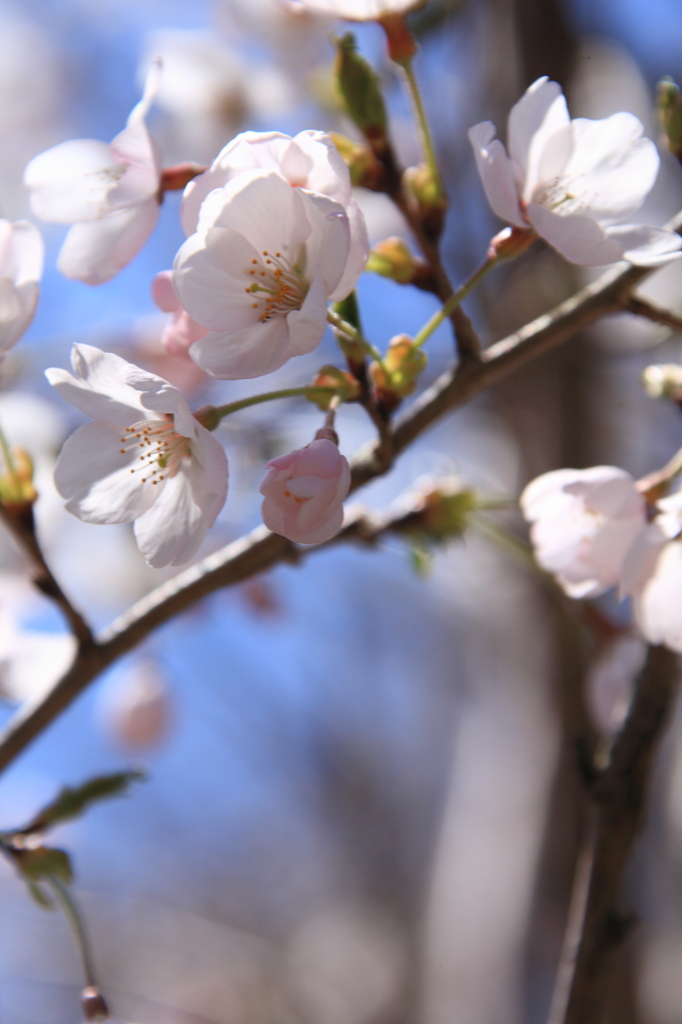 桜②