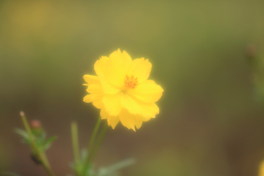 花③