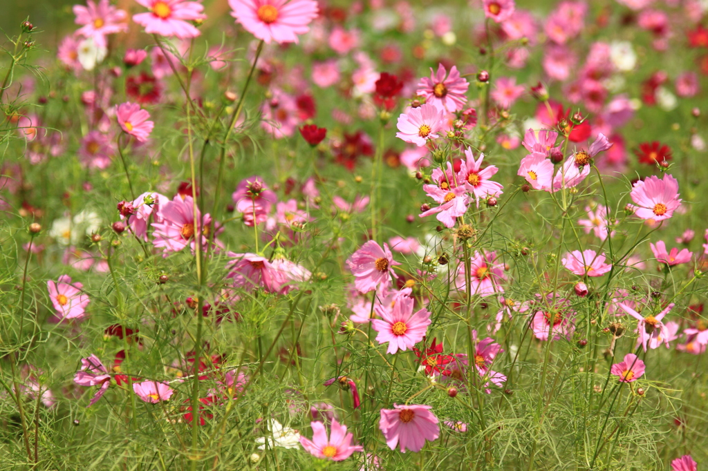 秋桜⑥