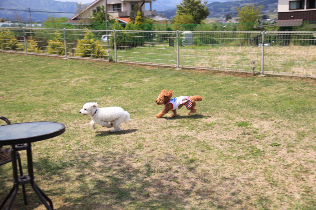 おいかけっこ、楽しいな～