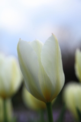 チューリップ①