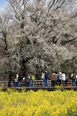 一心行の大桜③