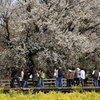 一心行の大桜③