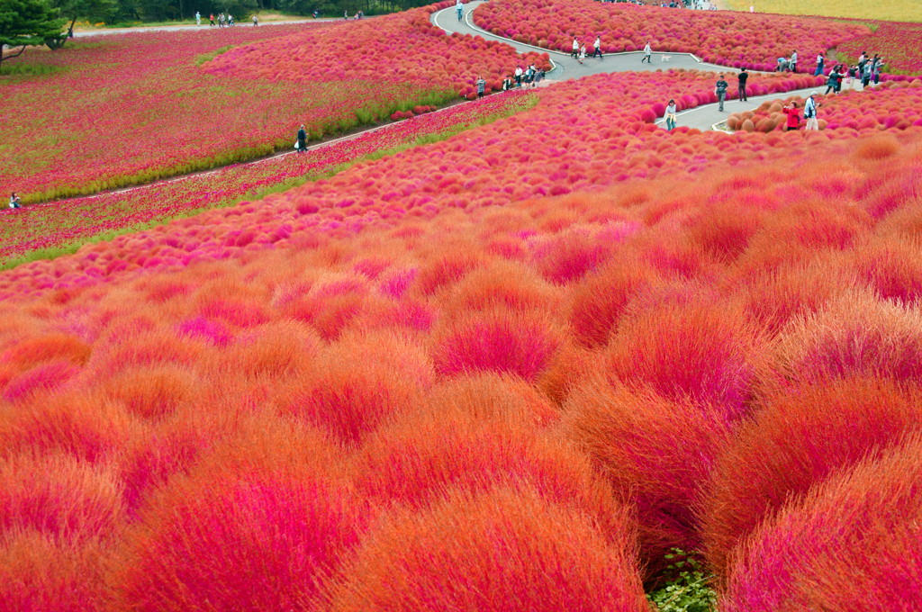 コキア