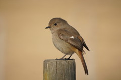 ジョウビタキ２