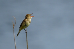 DSC02031
