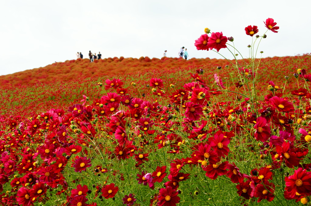 コスモス＆コキア