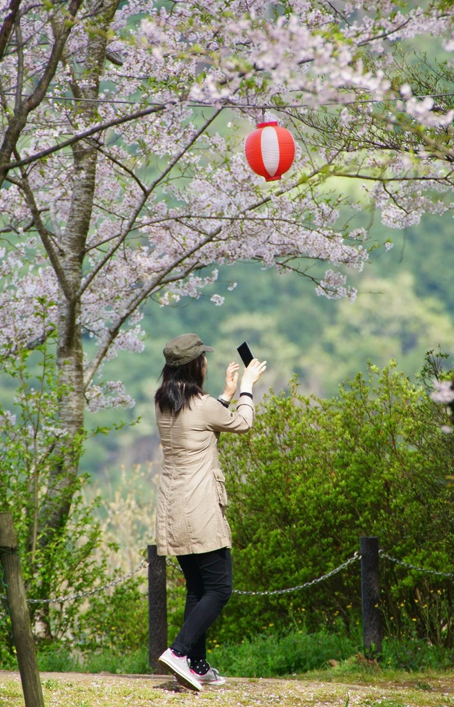桜咲く