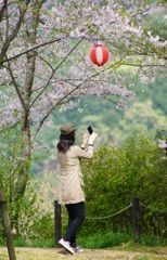 桜咲く