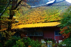 黄色い茅葺き屋根