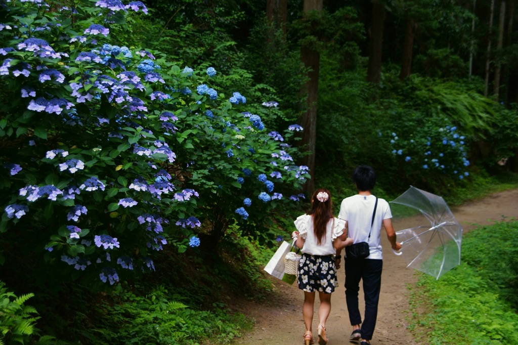アジサイの咲く道