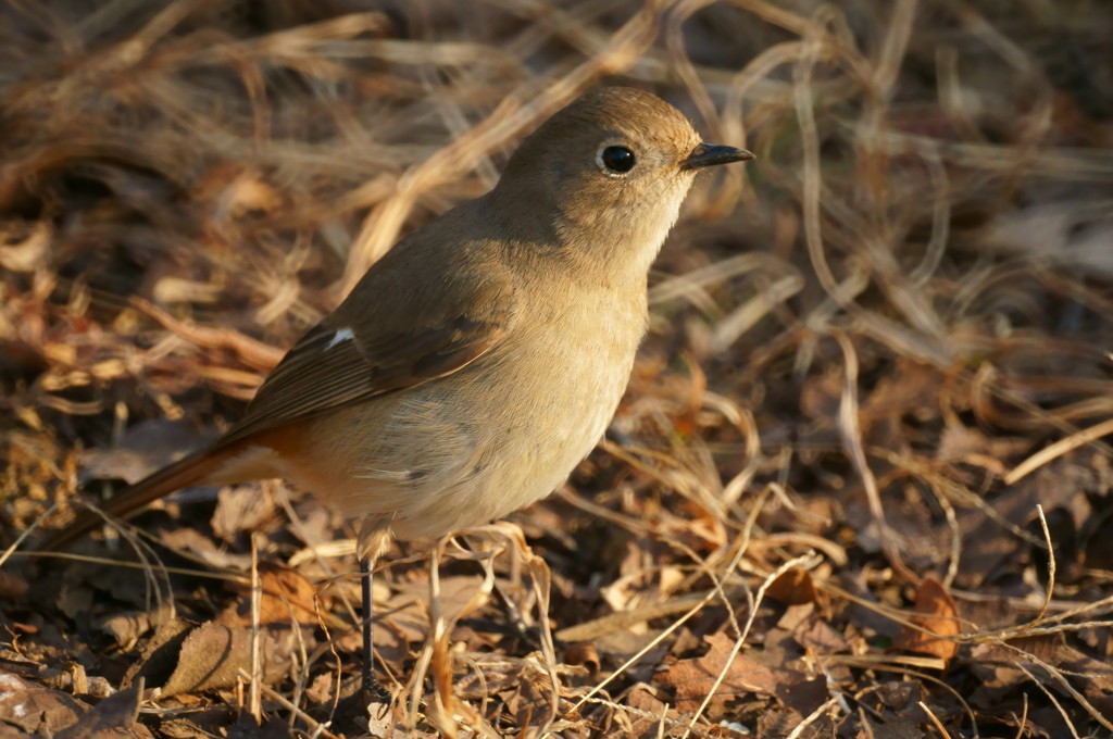 ジョウビタキ４