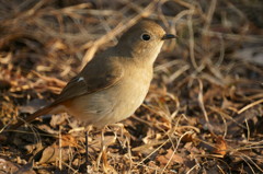 ジョウビタキ４