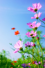 コスモス