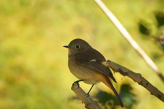 ちょっとおすまし