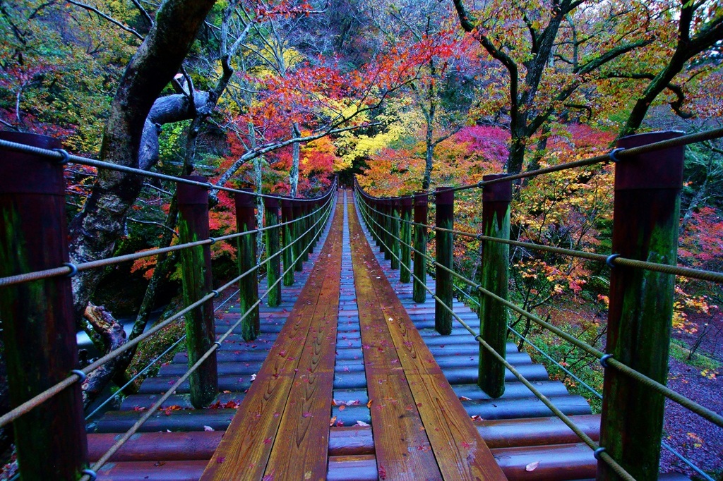 雨の吊り橋