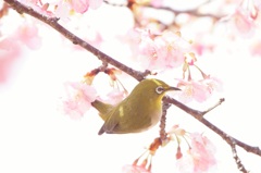 メジロ