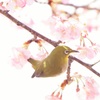 メジロ