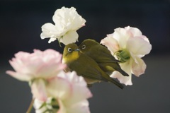 鳥り始め（＾＾）