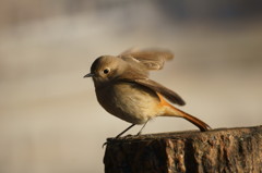 ジョウビタキ３