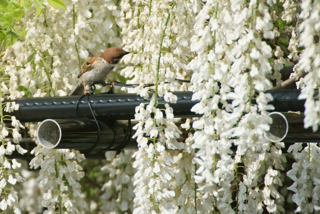 スズメも花見！