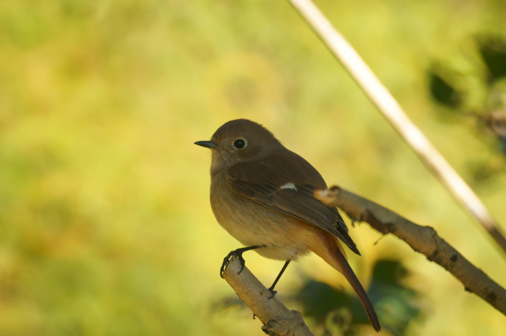 ジョウビタキ１